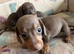 Mini dachshund puppies