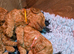 Waiting List Now Open - Deep Red Fox Cavapoo Due 27th Aug 26