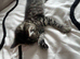 Black and Silver Bengal X Tabby