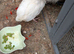 Polish mix pullet 8 weeks old