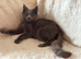 Maincoon kitten