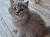 british longhair