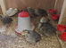 Jumbo quails