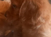 F1b cockapoo puppies