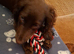 7 month female worker cocker spaniel needs new home
