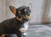 3 Little Chihuahua puppies Looking for Home.