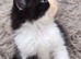 Beautiful Persian kittens
