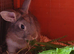 Lovely wee Dutch x Lionhead