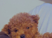 Toy poodle