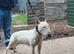 english bull terrier male