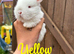 Mini lop babies