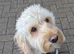 Cockapoo for stud