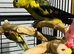 Baby rock pebbler parrot for sale