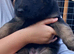 BEAUTIFUL GERMAN SHEPHERD PUPPIES