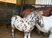 Miniature spot colt foal