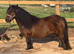Spsbs bay mare