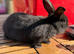 Mini lion lop bunnies READY NOW