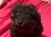 Dachshund X