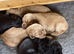 Working cocker puppies