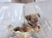 Tiny chihuahua puppies
