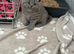 GCCF british shorthairs