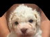 Beautiful Curly-Coated Bichon Cross Puppies – Raised in Family Home