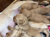Beautiful Labrador Puppies