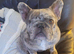 Frenchie for rehoming