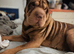 BEAUTIFUL SHAR PEI PUPS