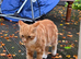 2 male kittens very friendly