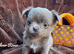 KC reg long coat lilac Chocolate chihuahua puppies