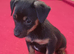 Jack Russell puppies