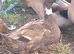 3 female POL khaki ducks