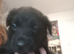 German Shepherd cross Belgian mali pups