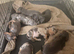 Dashhound puppies