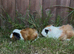 Tri coloured guinea pigs for sale