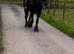 For sale beautiful Frisian mare