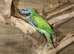 Darbyen Talking Parrot Male,4