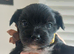 LAST GIRL! Mini Black Yorkshire Terrier