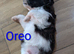 Shihpoo/shihpoochon/shihchon hybrid puppies