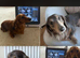 KC registered long haired min dachshund READY TO LEAVE