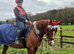 Thoroughbred mare for sale
