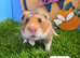 Beautiful Syrian Hamster Baby