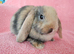 Selection of mini lop babies available