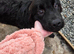 Saint Bernewfie Puppy