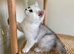 Champion bloodline Scottish folds ready for furrever homes!
