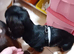 Black and tan long haired boy 18 month