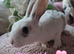 Baby mini rex bunnies