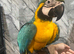 Friendly Baby Handreared Super Tame Cuddly Blue & Gold Macaw Parrot,1