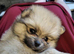 Pomeranian boy and girls